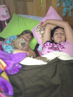 American Bully XL with a champagne/fawn coat, white chest, and light eyes cuddled between two children under warm blankets in a cozy bedroom; broad head, natural ears, and gentle expression showcasing a calm, family‑friendly temperament.