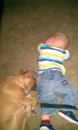 American Bully XL with a solid fawn coat and white toes sleeping on a carpet beside a toddler in a striped shirt and jeans; broad head, thick neck, chain collar, and leash visible—calm, gentle, family‑friendly temperament in a cozy indoor setting.