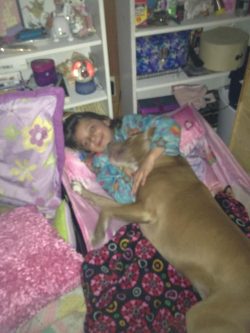 XL Bully dog cuddling with a child in a cozy bedroom