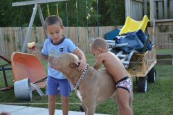 american xl bully for sale in texas