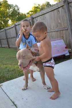 2 boys with a beautiful american xl bully