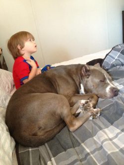Smiling child sitting with a friendly pitbull, showcasing the loving bond between kids and family pit bulls at Big Gemini Kennels