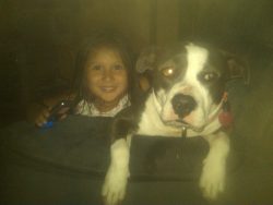 American XL Bully with a black and white coat relaxing on a couch indoors, showing distinctive markings