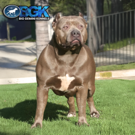Big Sexy is a female blue XXL Pitbull beast! She's big, thick, muscular, and sexy