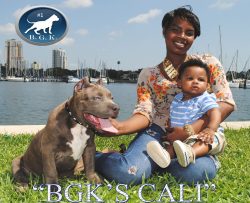 Blue and White American XL Bully Puppy Enjoying Family Time Outdoors