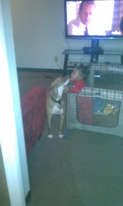 American XL Bully with a fawn and white coat interacting gently with a child in a cozy living room