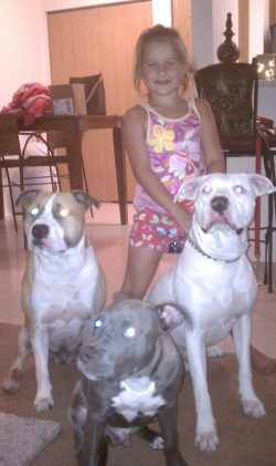Three American XL Bully dogs in blue (solid with white chest), fawn-and-white (patched), and solid white coats sitting indoors with a child