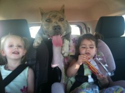 American XL Bully with a brindle and white coat happily riding in the back seat with two children in car seats