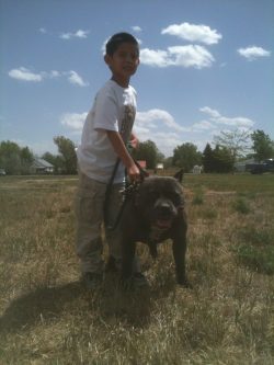 American XL Bully with a solid blue coat and white chest standing outdoors on leash with a child in a grassy field