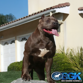 This blue Pitbull XL beast is a female legend! None other than BGK's Big Sexy produced by Big Gemini Kennels