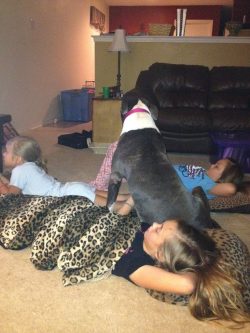 American XL Bully with a blue and white patched coat lounging on children during a cozy movie night at home