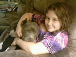 American XL Bully with a solid blue coat and white chest peacefully cuddling with a child on a couch