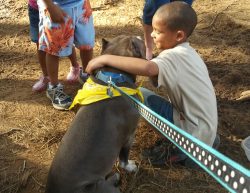 American XL Bully with a solid blue coat and white chest wearing a yellow bandana, being hugged by a child outdoors