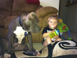 Blue and white American XL Bully sitting calmly beside a young child in a cozy living room, highlighting the breed’s gentle and protective nature.