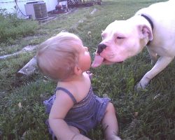 Cream-colored American XL Bully gently interacting with a toddler in a grassy backyard, highlighting the breed’s friendly and patient nature.