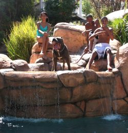 Muscular blue American XL Bully with white chest standing confidently on poolside rocks with children, showing playful and social temperament.
