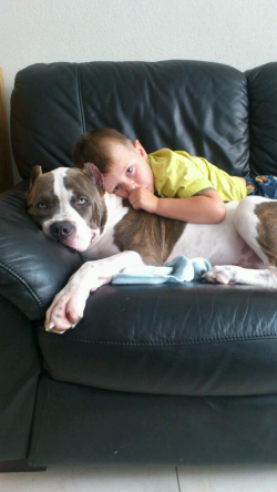 Brindle and white American XL Bully relaxing on a black leather couch with a child, showing a calm and loving temperament.