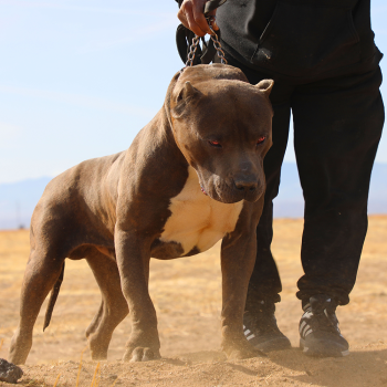 BGK Debo Blue XXL Pitbull breeders near me