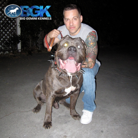 BGK The Rock Pitbull breeders and puppies for sale