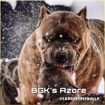 BGK's Azore is a massive brindle XXL Bullyproduced by Big Gemini Kennels