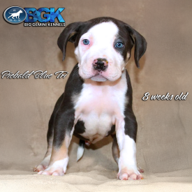 BGK's Chaos a blue tri pied XXL Pitbull puppy at 8 weeks old Morpheus bloodline from Big Gemini Kennels
