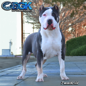 BGK's Chaos is a pied blue tri XXL Bully who is the son of MBK's Morpheus of Monster Bully Kennels. Produced by Big Gemini Kennels of CA