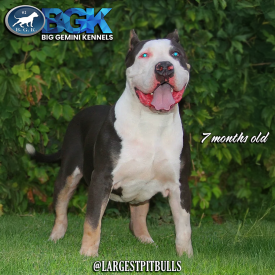 BGK's Chaos piebald blue tricolor XXL Bully stud dog who is an MBK's Morpheus son from Monster Bully Kennels owned by Big Gemini Kennels