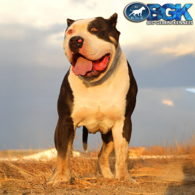 BGK's Chaos piebald chocolate XXL Pitbull stud dig who is an MBK's Morpheus son from Monster Bully Kennels owned by Big Gemini Kennels