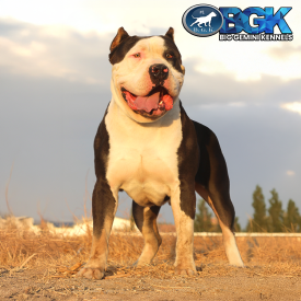 BGK's Chaos piebald chocolate tri merle very large XXL Bully who is an MBK's Morpheus son from Monster Bully Kennels from LargestPitbulls