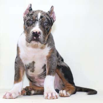 BGK's Crypto is a blue tri merle American Bully XL puppy produced by Big Gemini Kennels