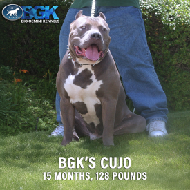 BGK's Cujo an XXL blue Pitbull and an XXL Blue Bully legend at 15 months and 128 pounds