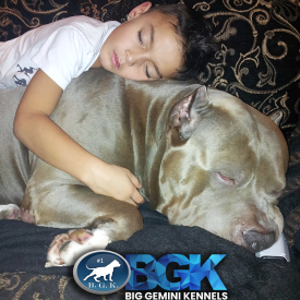 BGK's Cujo cuddling with Denzel. Amazing temperaments with Big Gemini Kennels XXL Bullies.