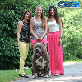 BGK's Cujo is a son of BGK's The Rock. He's a big blue Pitbull XXL with a lot of muscle and is a legend at out XXL Pitbully kennel