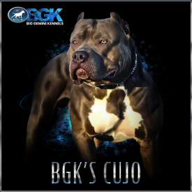 BGK's Cujo is one of the legends. A producer of XXL blue pitbull puppies for sale. Son of The Rock.