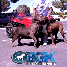 BGK's Debo a blue XL American Bully Pitbull and another gigantic blue Pitbull from the best Pitbull breeders