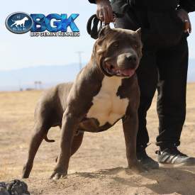 BGK's Debo is a blue XL Pitbull stud dog from the best Pitbull breeders Big Gemini Kennels