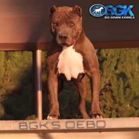 BGK's Debo is a blue brindle XXL Pitbull with the lean muscular look. A BGK's The Rock son.