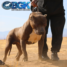 BGK's Debo is a massive XXL blue Pitbull with a classic clean working dog structure at Big Gemini Kennels