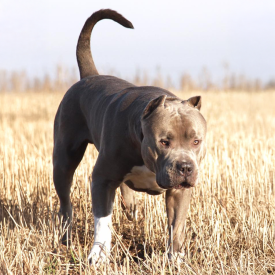 BGK's El Turbo XXL Pit Bull puppies for sale bluenose Bullies