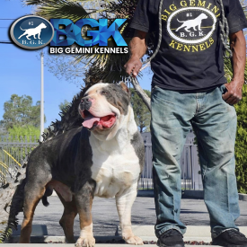 BGK's Gambino blue tri merle extremely large XXL Bully who is an MBK's Morpheus son from Monster Bully Kennels from LargestPitbulls
