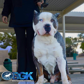 BGK's Gambino from Big Gemini Kennels is an extremely large blue tri merle best and biggest son of Monster Bully Kennel's MBK Morpheus