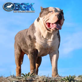 BGK's Gambino from @LargestPitbulls Big Gemini Kennels is a blue tri merle Monster Bully Kennel's Morpheus son