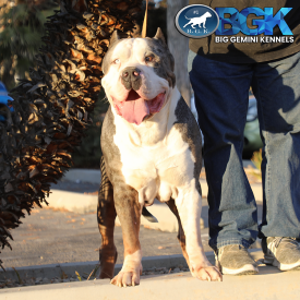 BGK's Gambino is a blue tri merle XXL Bully stud dog with heterochromia glass eye