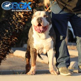 BGK's Gambino is a blue tri merle XXL extreme Pitbull stud dog with heterochromia glass eye quality matters