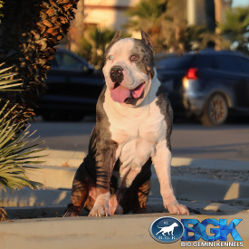 BGK's Gambino is a blue tri merle extreme Pitbull XXL Bully stud dog with heterochromia glass eyes at Big Gemini Kennels