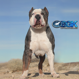 BGK's Gambino is a blue tri merle gigantic extra large XXL Bully stud dog sire at Big Gemini Kennels