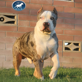 BGK's Gambino is an extreme XXL Pit bull with heterochromia eyes aka glass eyes