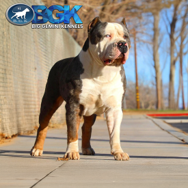 BGK's Gambino is an extreme XXL Pitbull with heterochromia eyes aka glass eye