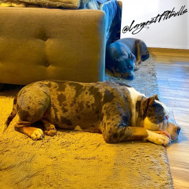 BGK's Gambino laying at my bed at LargestPitbulls Big Gemini Kennels