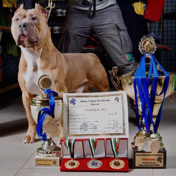 BGK's Hercules XXL Bully XXL Pitbull Show dog in Kuwait produced by Big Gemini Kennels